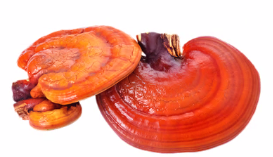 ¿Qué es el Ganoderma y para qué sirve?