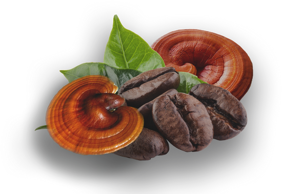 Ganoderma Lucidum y el equilibrio del cuerpo: cómo actúa desde adentro